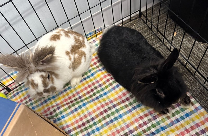 two rabbits -- Loki and Carrots