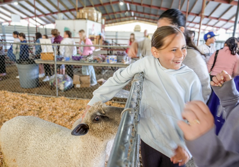 Student petting a sheep on a filed trip smiling