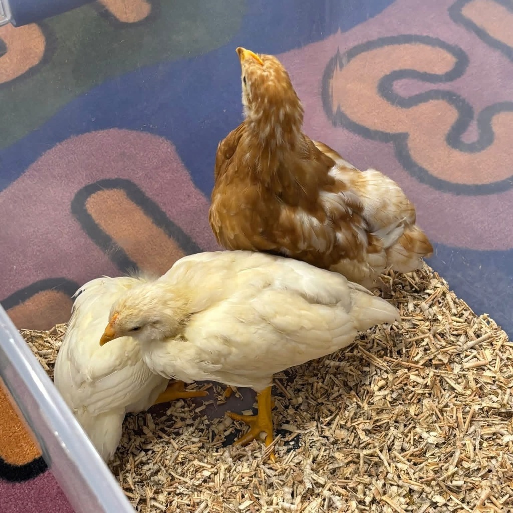 Three chicks in the container two of them are white the other is brown.