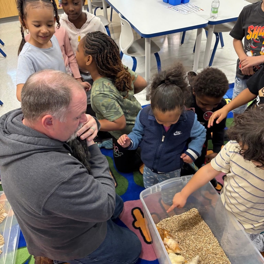 Kids standing around a clear bin with chicks, watching closely while a man observes. 