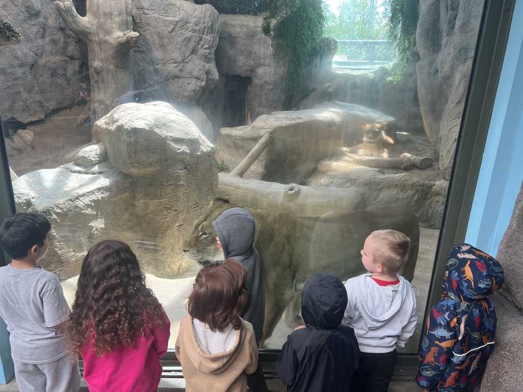 students at the zoo looking at an exhibit