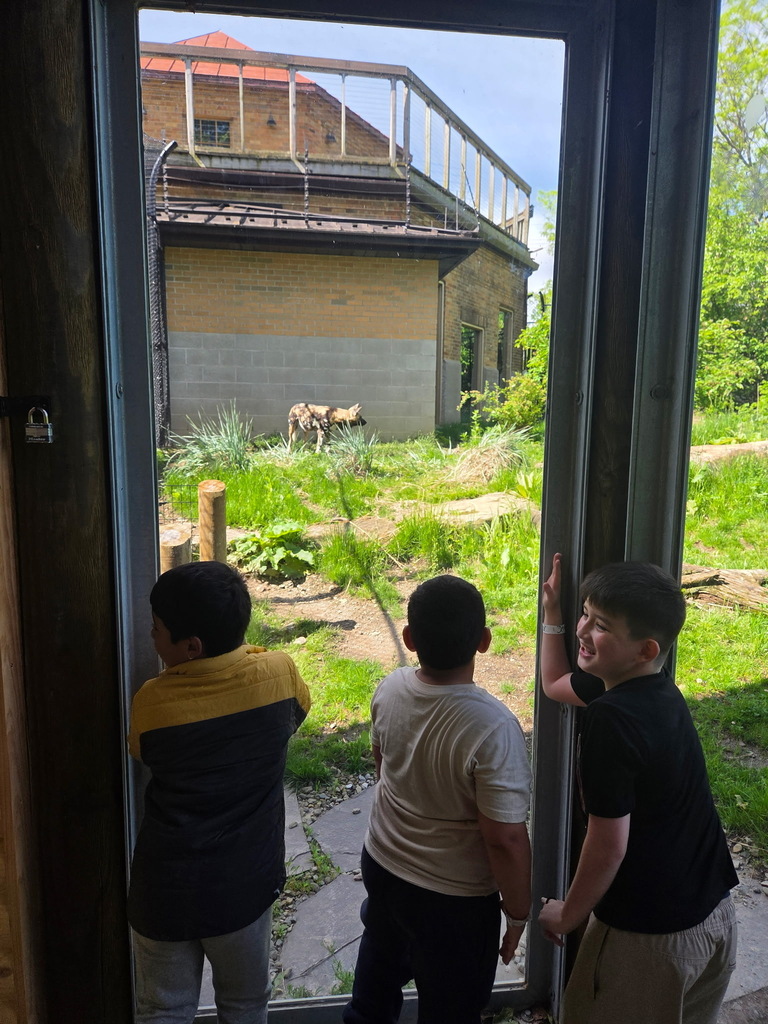 Students looking at the African Wild Dogs at the zoo.