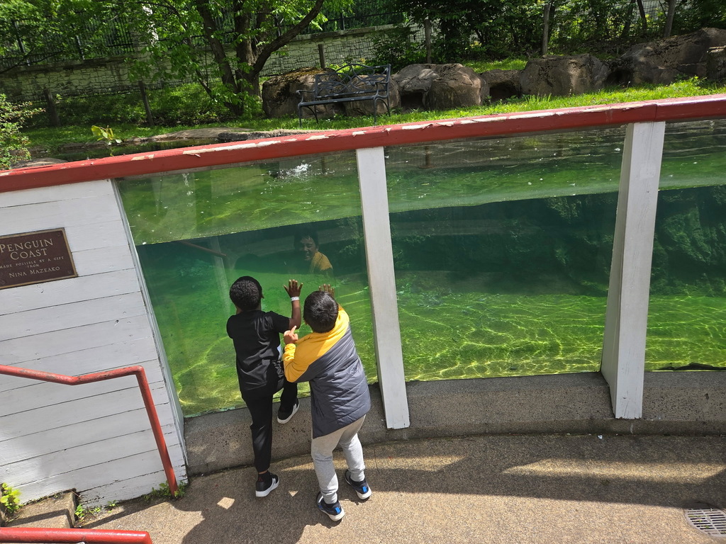 Students watching the penguins at the zoo.