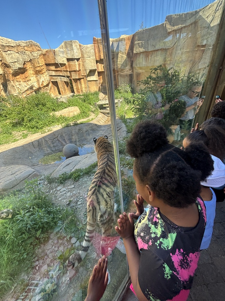 Students looking at the tiger at the zoo.