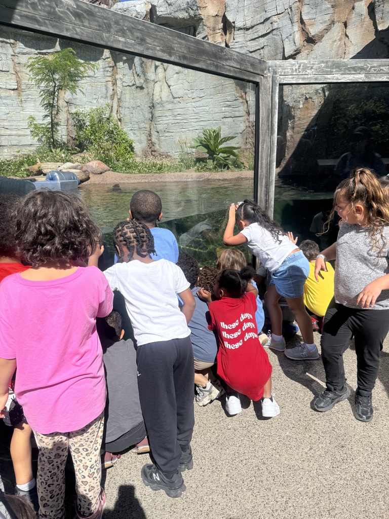 Students looking at the Otter exhibit at the zoo.