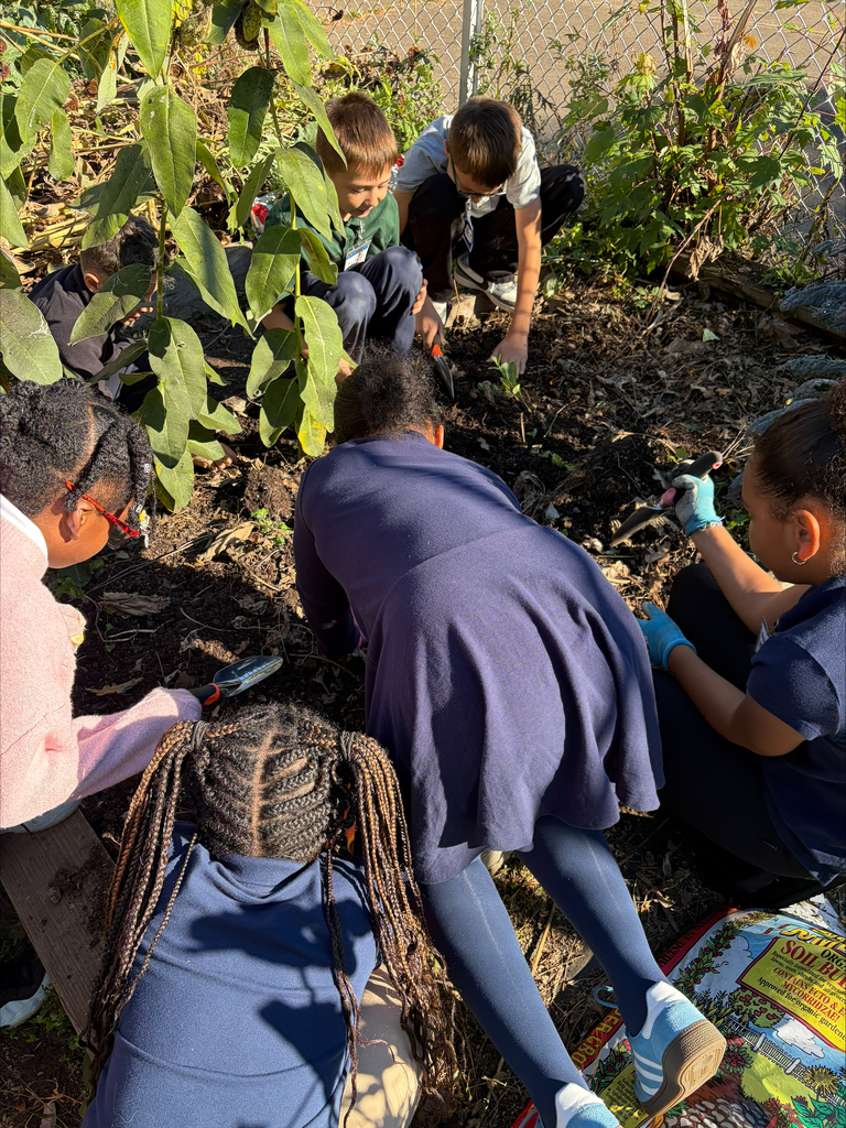 Students harvesting from the garden