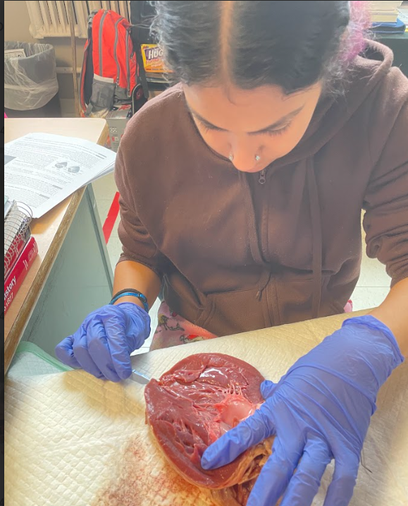 Student dissecting in class.