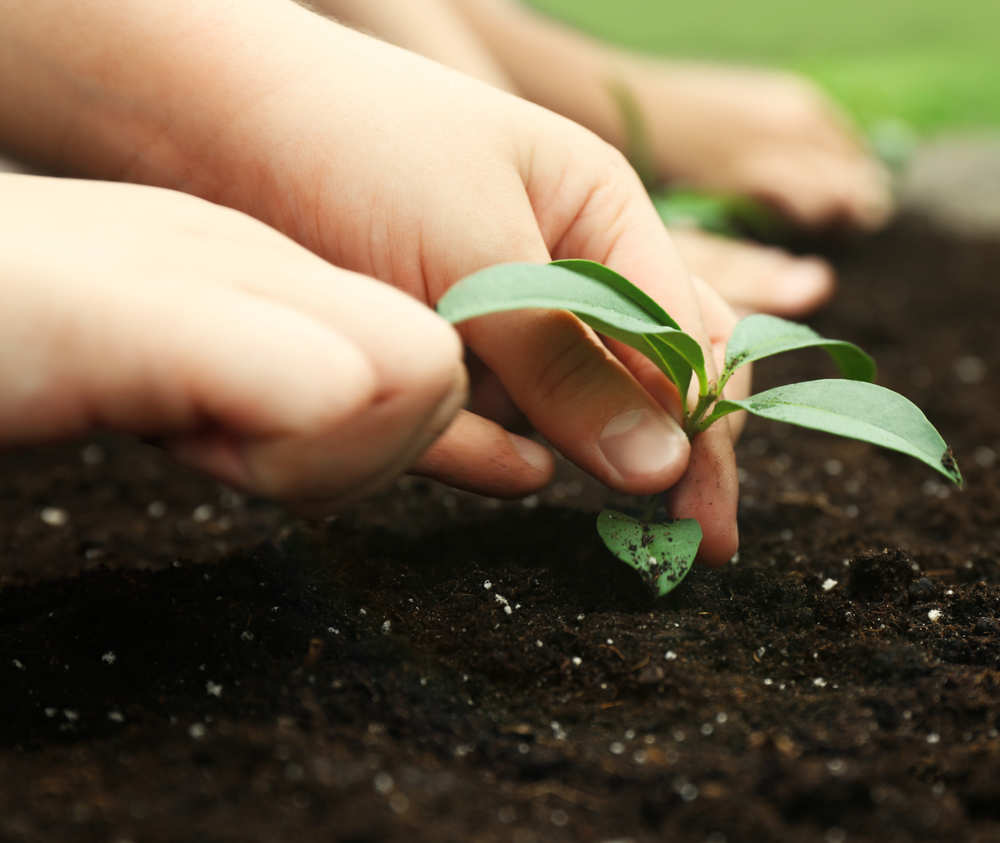 Hands with a plant.