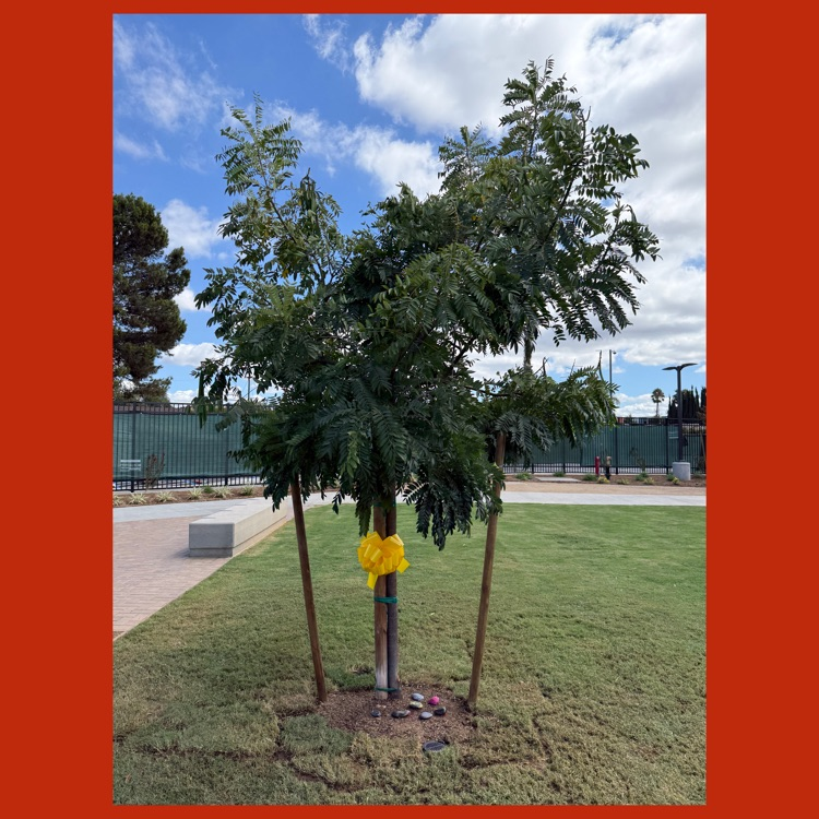 A close-up of Tamara's Memorial Tree