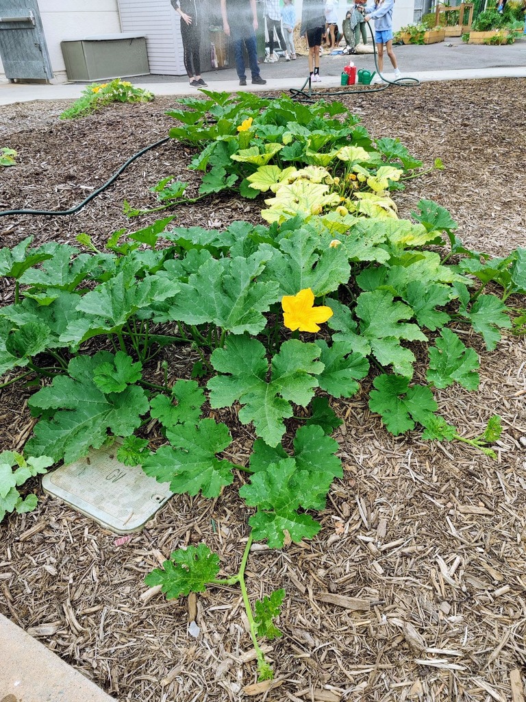 Pumpkin Patch