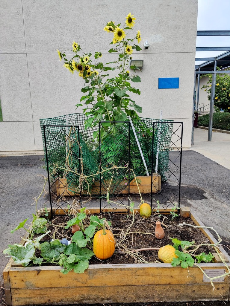 Sunflowers & Pumpkins