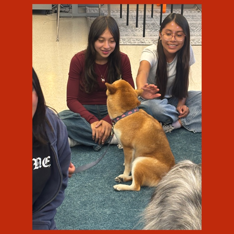 Koa is transfixed by two of our Wildcats as one of them reaches out to pet Koa