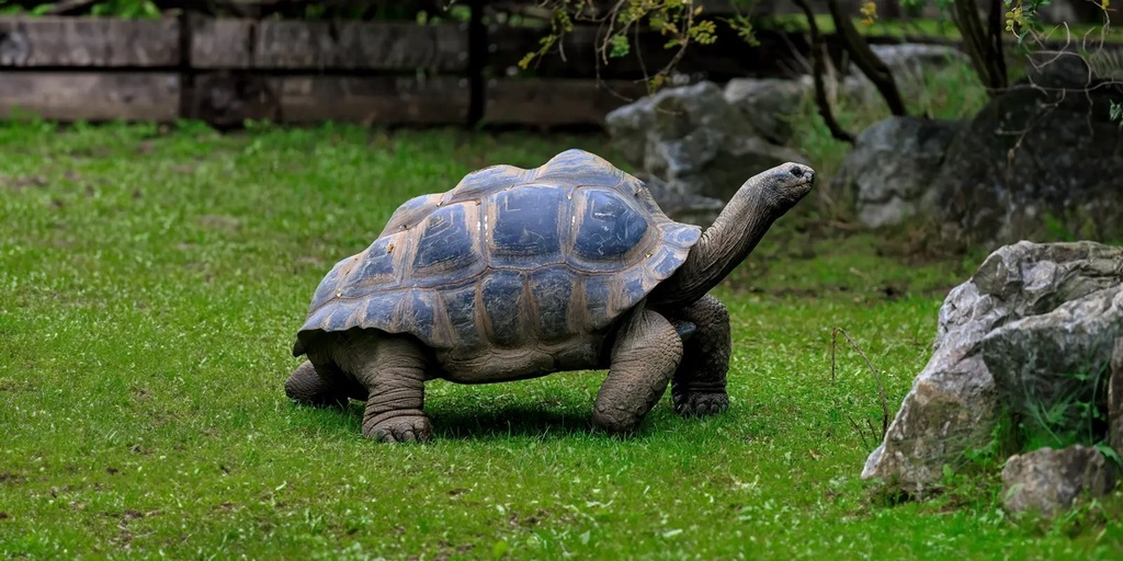 Fall 2026 Galapagos Islands Tour with Mrs. Murphy and the Quark Travel Club