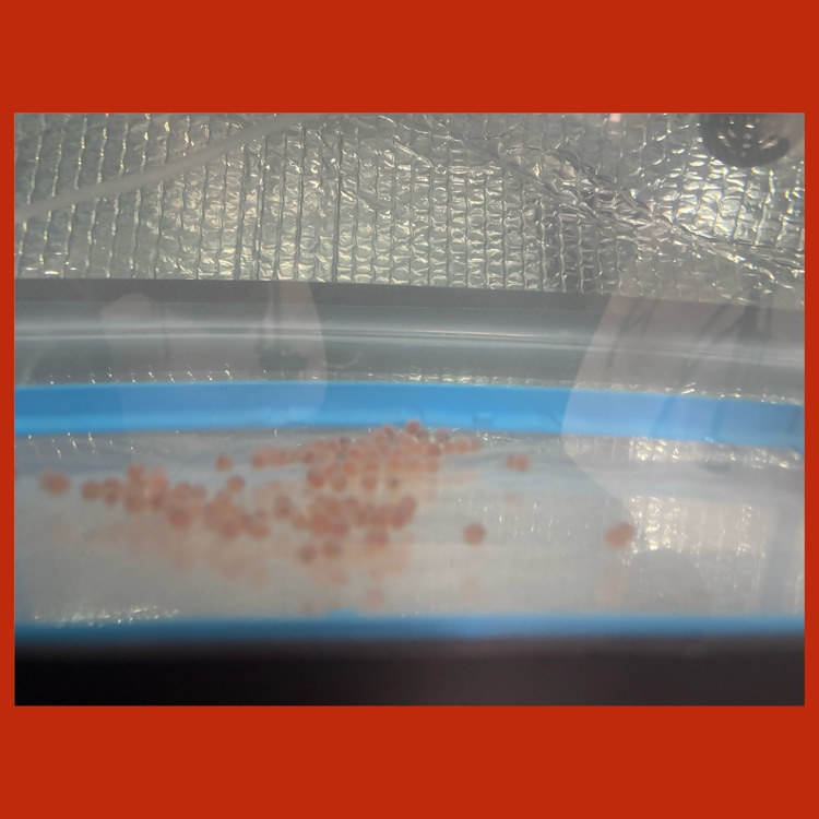The trout eggs