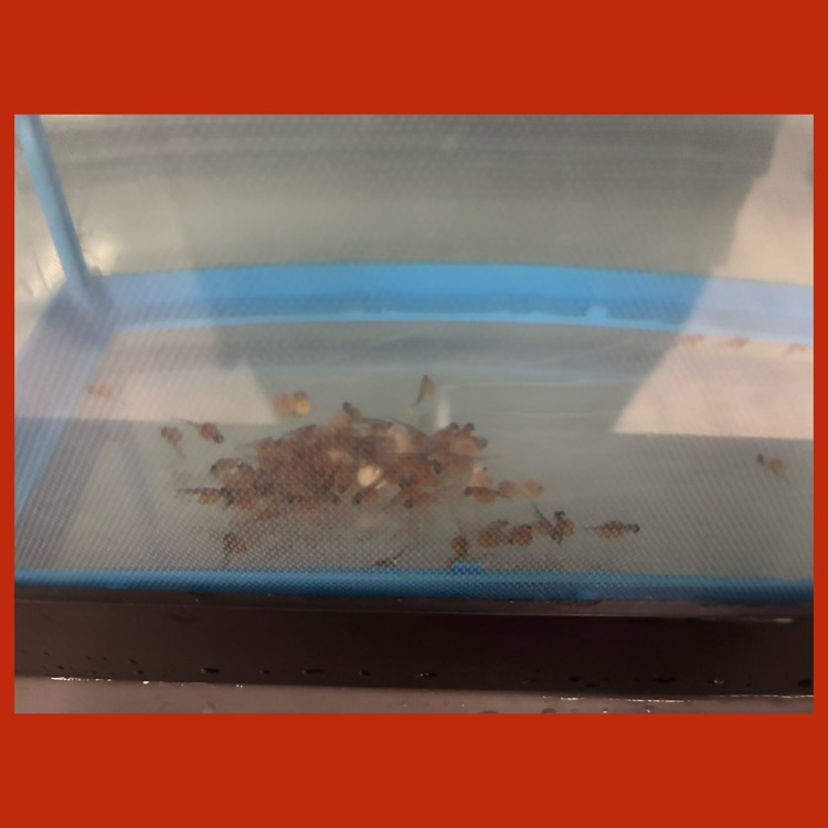 The trout eggs are hatching!