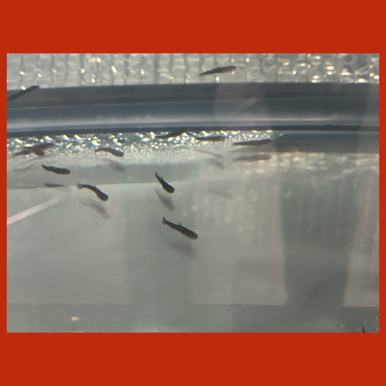 The trout are growing!!