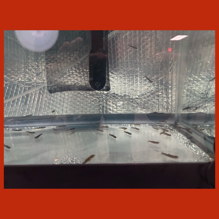 The trout are really growing!!!