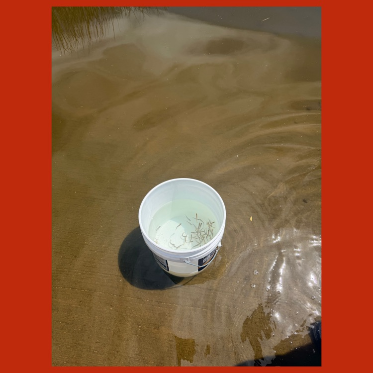 The paint bucket that Mr. Zanesco used to transport the trout from their fish tank at Mission Middle School to Lake Wohlford