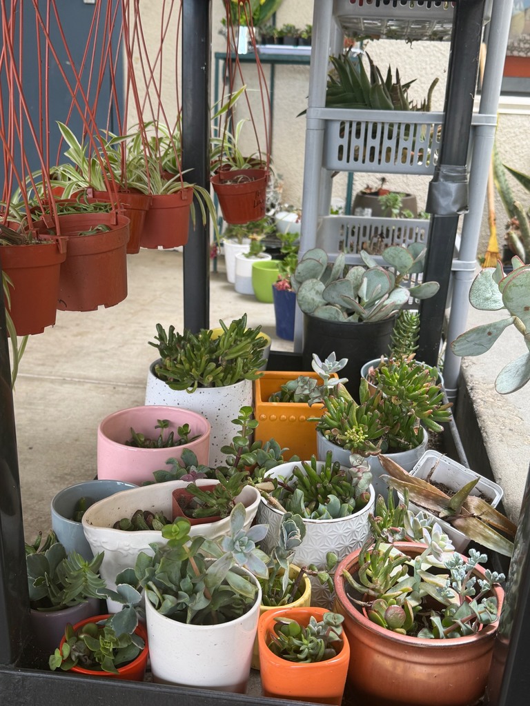 several succulent plants