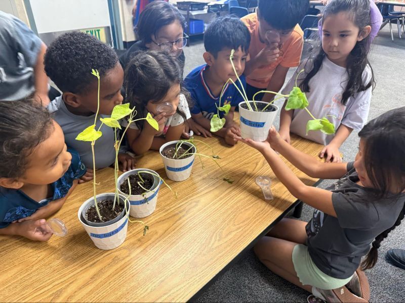 Kindergarten students investigate the plant cycle.