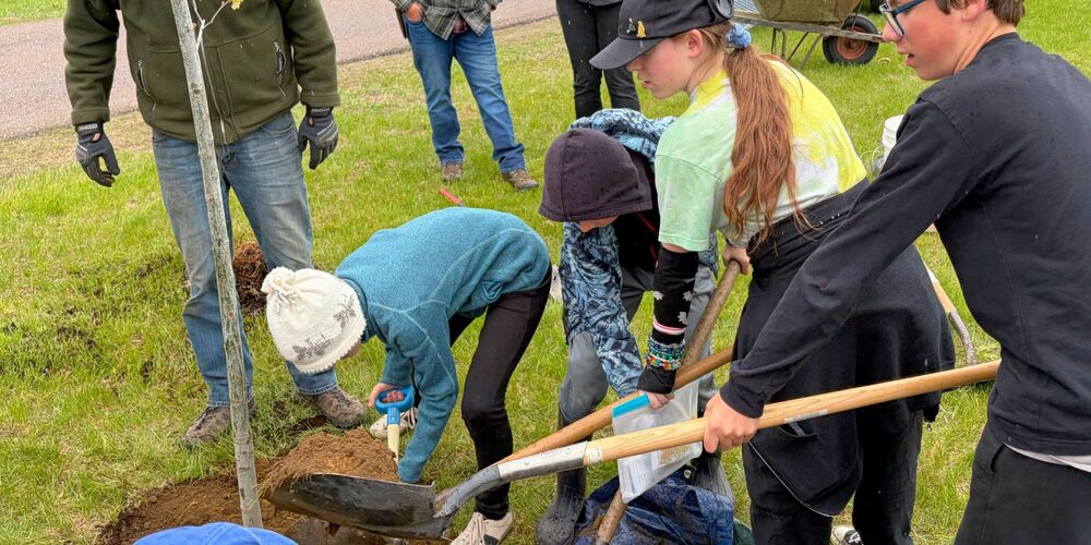 Tree Planting