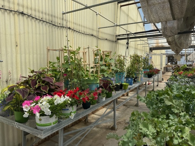 Greenhouse photo
