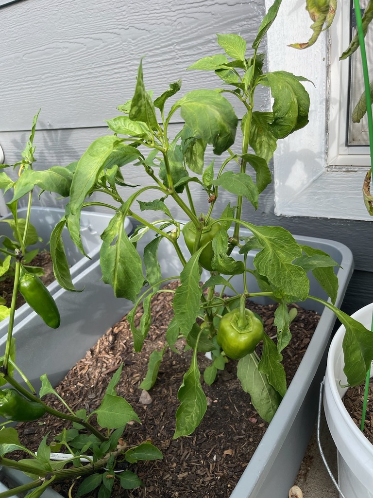 peppers