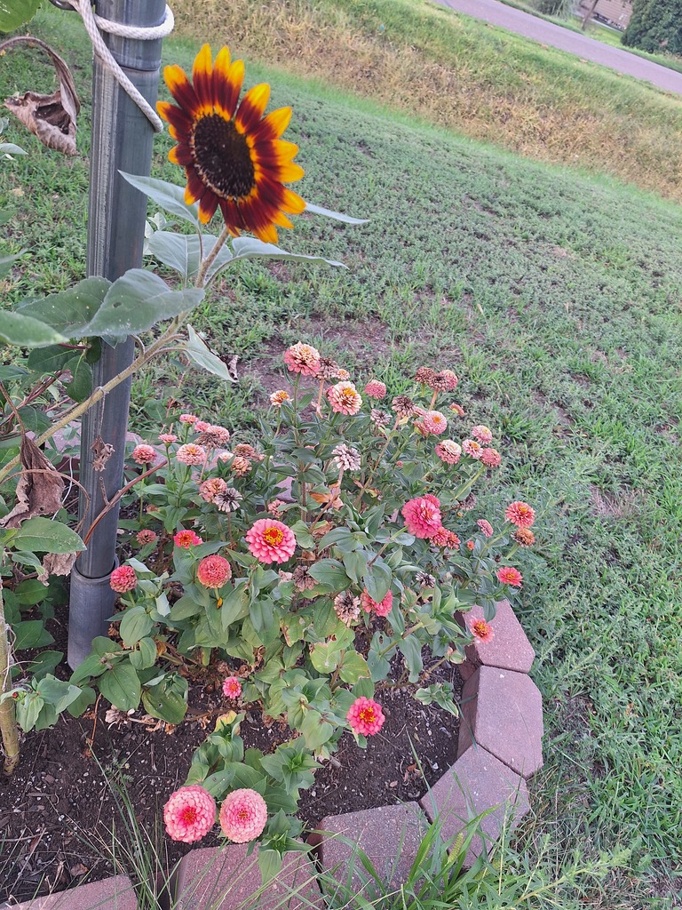 Sunflower and dahlia's