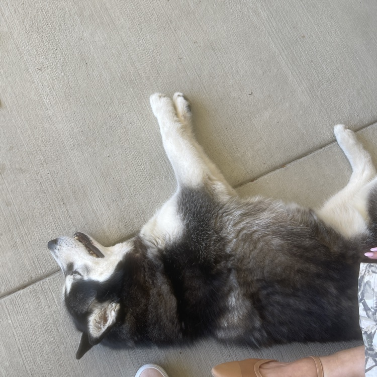 lost dog