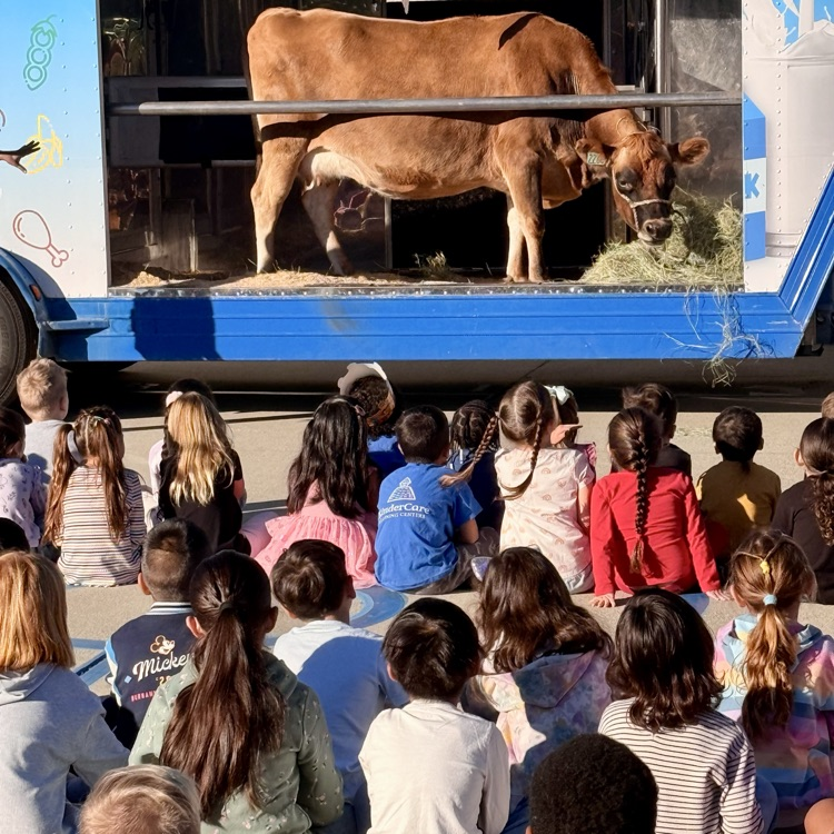 Dairy Cow Assembly
