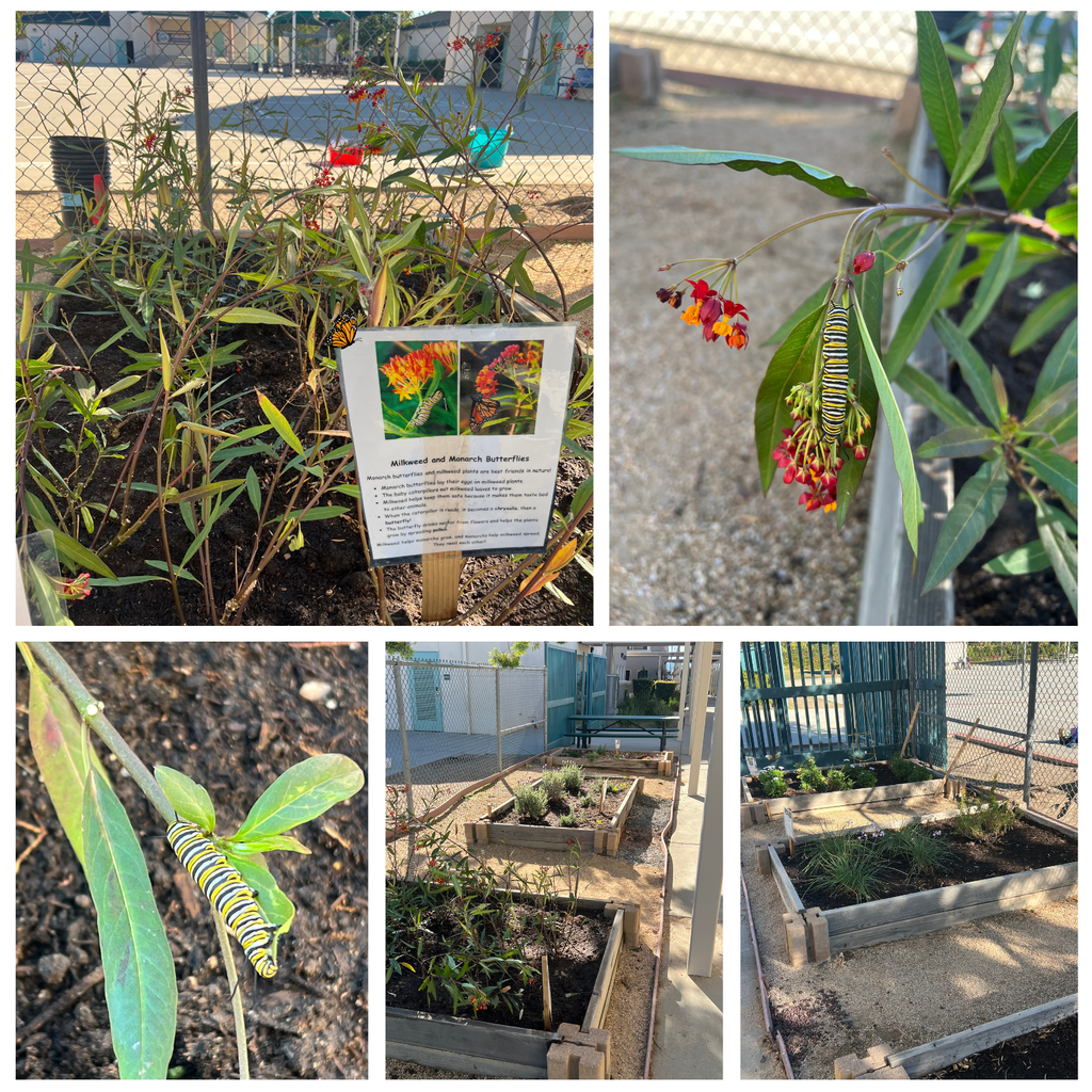 No text Image of butterflies and plants