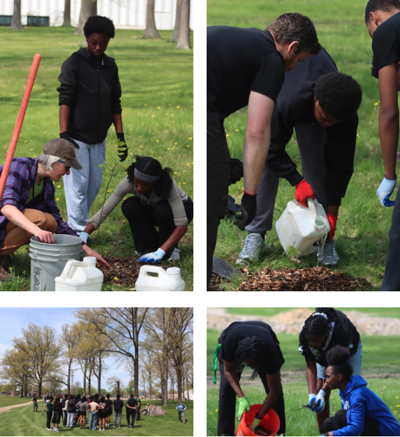 Students and staff collaborate in small groups to plant and care for young trees, pouring water, preparing soil, and working together in a park setting on a sunny day.