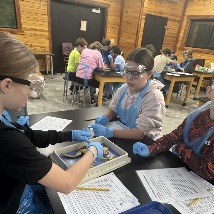 frog dissection day