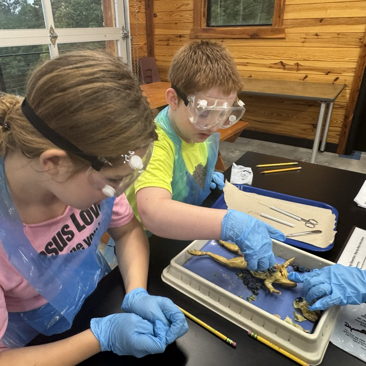 frog dissection day