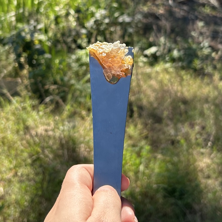 Today, Natural Resources students visited our FFA bee hives! 🐝 Students explored the hives up close—spotting eggs, larva, worker bees, and even the queen! To top it off, they got to enjoy a sweet taste of the honey our busy bees have been making 🍯✨
