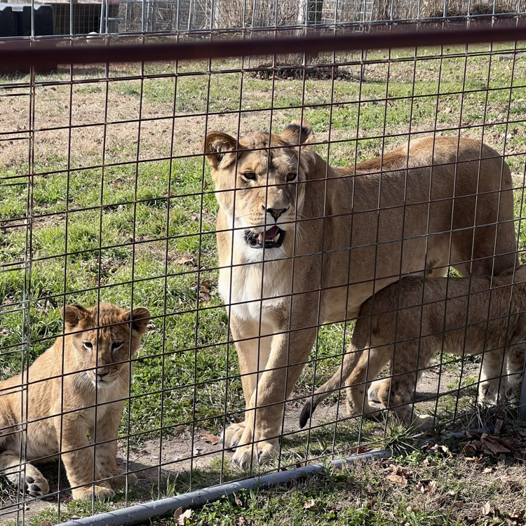 students visiting animal refuge