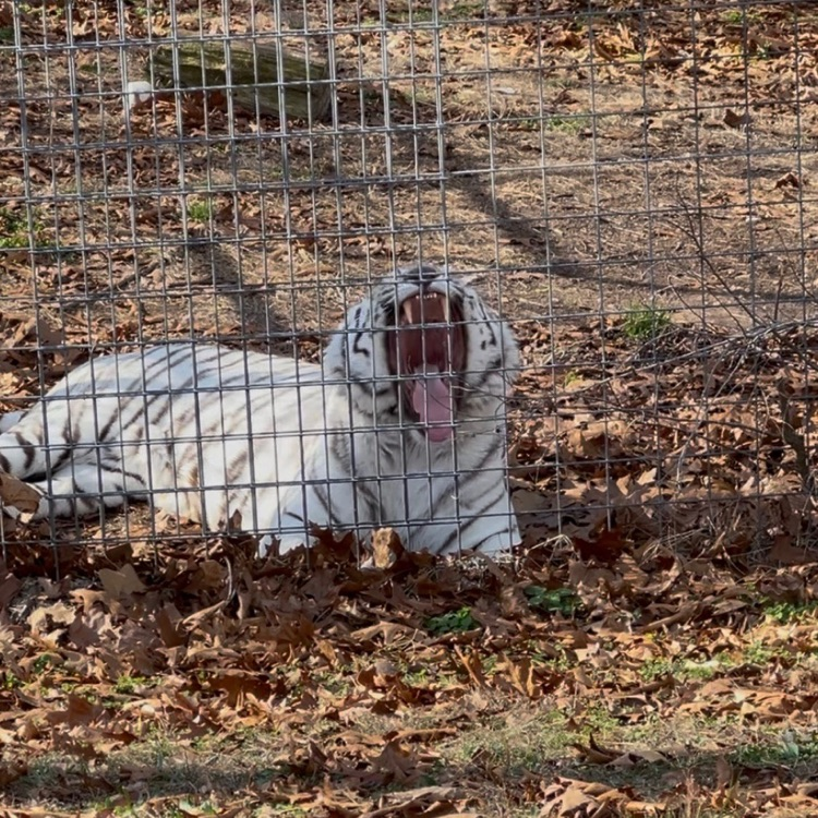 students visiting animal refuge