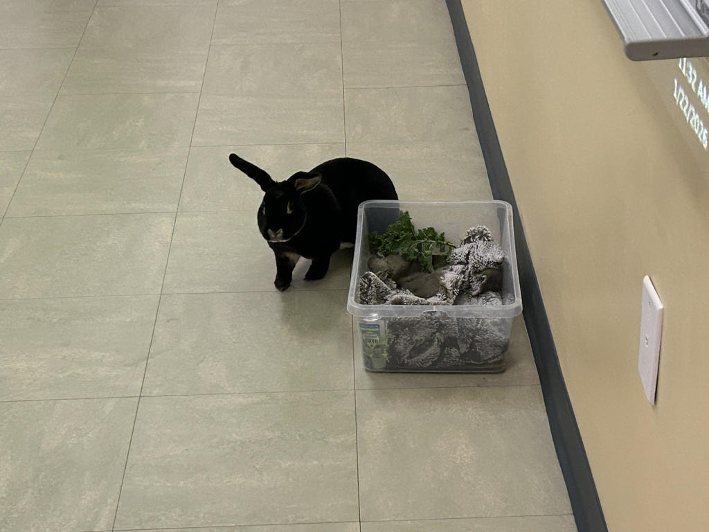 Jack the Bunny - Eureka Springs Working Bunnies Staff Member