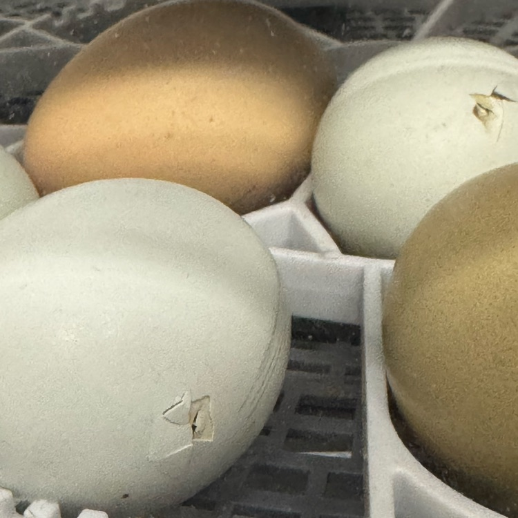 eggs hatching