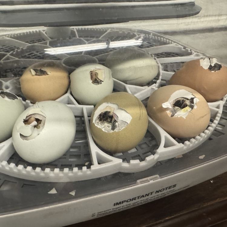 eggs hatching