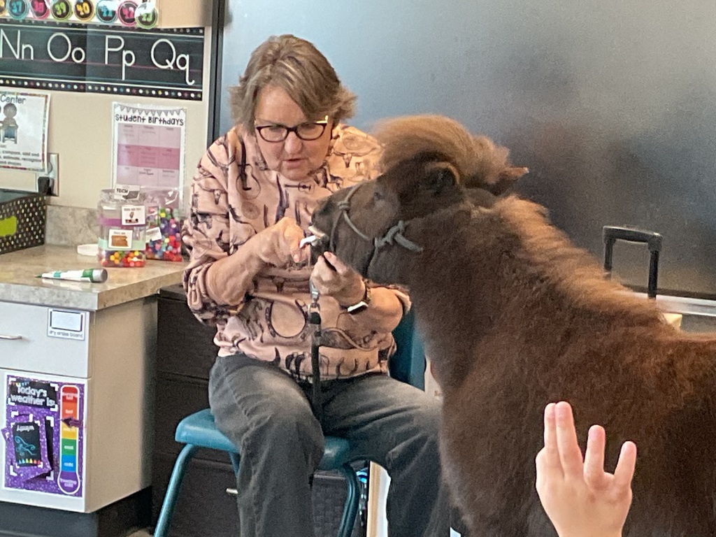 Horse getting its teeth brushed