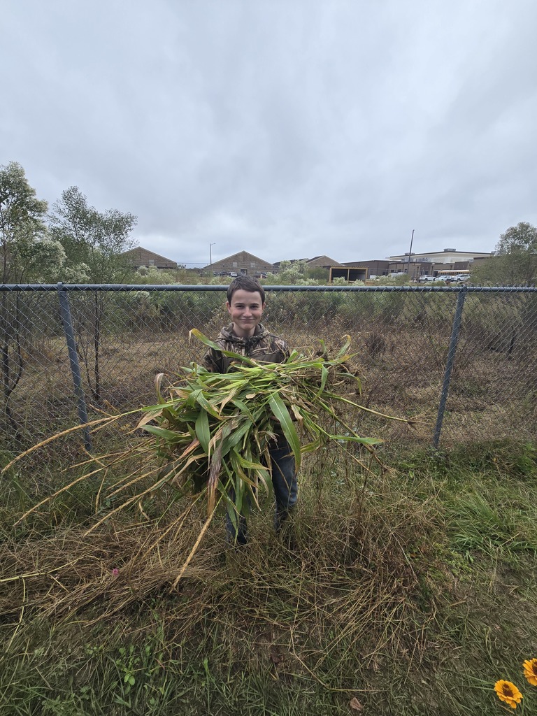 Image showing Mr. Turner's Basic Ag class is getting resourceful! 🌽 Students are learning all about alternative food choices for animals. They pulled sweet corn that wouldn't mature due to the recent cold snap and are repurposing it to feed the goats. What a fantastic lesson in minimizing waste and sustainable farming! 🐷🐔 #TheDEN #BasicAg #SustainableFarming #AgEducation #FutureFarmers 🌾