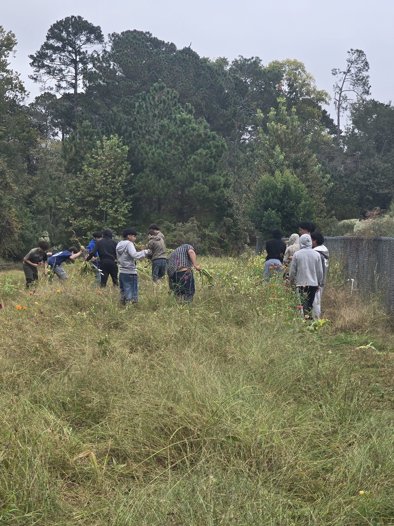 Image showing Mr. Turner's Basic Ag class is getting resourceful! 🌽 Students are learning all about alternative food choices for animals. They pulled sweet corn that wouldn't mature due to the recent cold snap and are repurposing it to feed the goats. What a fantastic lesson in minimizing waste and sustainable farming! 🐷🐔 #TheDEN #BasicAg #SustainableFarming #AgEducation #FutureFarmers 🌾