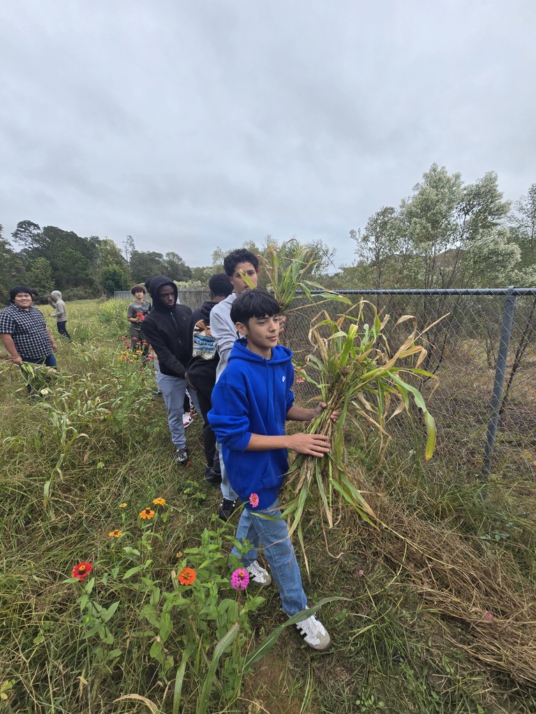 Image showing Mr. Turner's Basic Ag class is getting resourceful! 🌽 Students are learning all about alternative food choices for animals. They pulled sweet corn that wouldn't mature due to the recent cold snap and are repurposing it to feed the goats. What a fantastic lesson in minimizing waste and sustainable farming! 🐷🐔 #TheDEN #BasicAg #SustainableFarming #AgEducation #FutureFarmers 🌾
