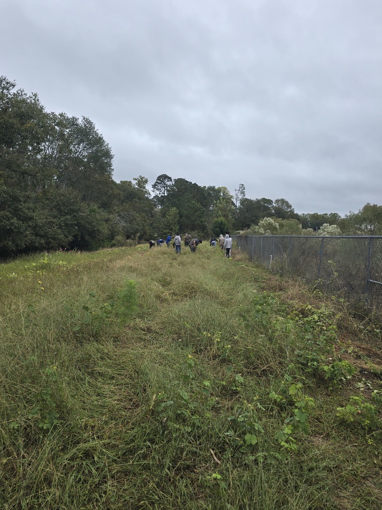 Image showing Mr. Turner's Basic Ag class is getting resourceful! 🌽 Students are learning all about alternative food choices for animals. They pulled sweet corn that wouldn't mature due to the recent cold snap and are repurposing it to feed the goats. What a fantastic lesson in minimizing waste and sustainable farming! 🐷🐔 #TheDEN #BasicAg #SustainableFarming #AgEducation #FutureFarmers 🌾