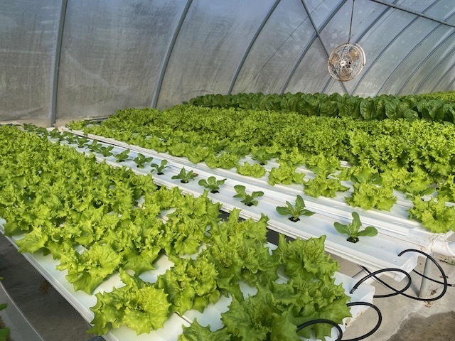Lettuce being grown at Lanes Bridge Lettuce in Odum, GA.