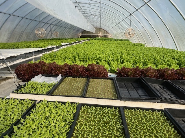 Lettuce being grown at Lanes Bridge Lettuce in Odum, GA.
