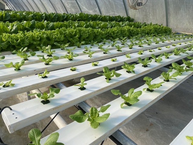 Lettuce being grown at Lanes Bridge Lettuce in Odum, GA.
