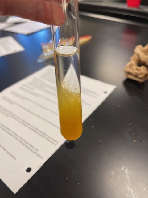 Image showing What's inside a pumpkin? Ask Mrs. Minis' Biology class! 🧠 Students spent time exploring the molecular building blocks of life by performing a hands-on lab to extract DNA from pumpkins. This simple yet powerful experiment helped them visualize DNA strands and reinforce their genetics lessons. After their lab, they enjoyed some fun carving time. Excellent job combining learning and celebration! 🖤🧡 #BiologyLab #DNAExtraction #MinisClass #ScienceEducation