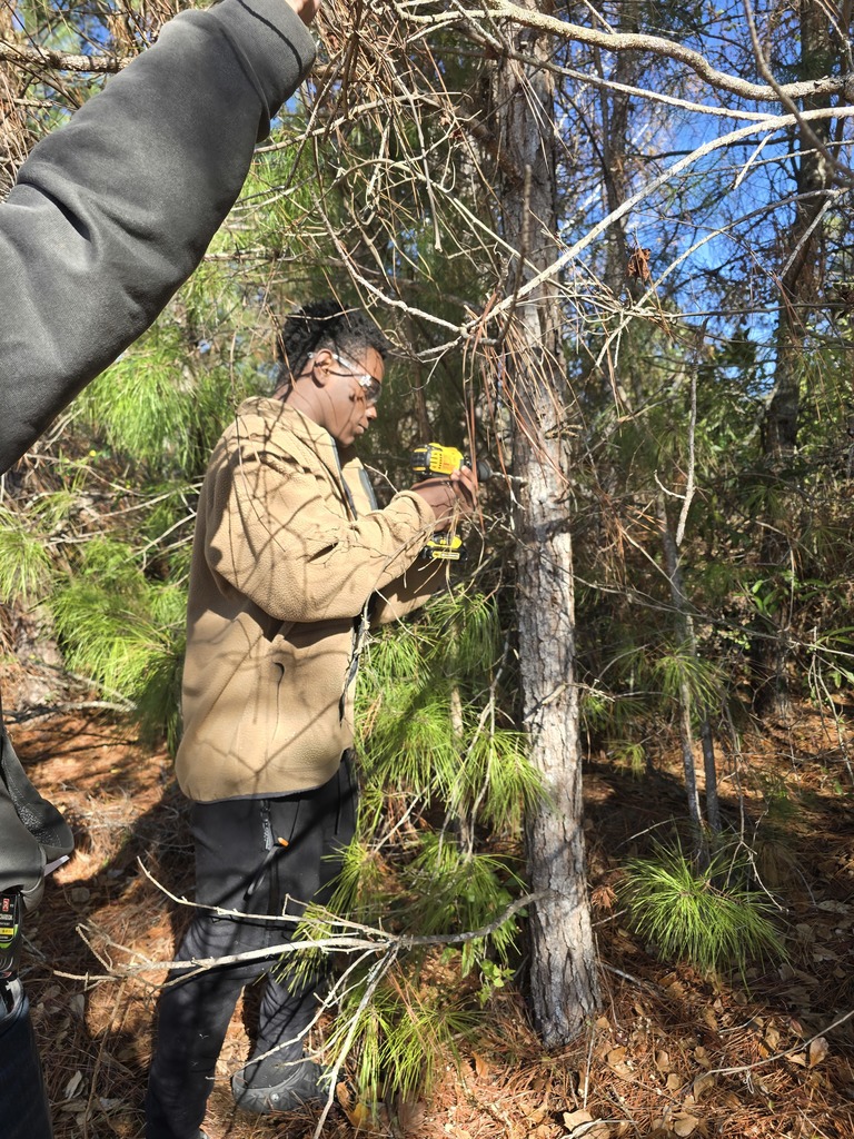 Image showing 🌳 Basic Ag Students Reading Tree Rings! 🌲 Mr. Turner's Basic Ag class is hard at work learning the science of dendrochronology (tree-ring dating)! 🧐  This hands-on technique allows students to determine a tree's exact age and even learn about its life history by examining the growth rings. What a great way to combine history, science, and agriculture! 💡  #TheDEN #BasicAg #TreeRingDating #Dendrochronology #AgScience #HandsOnLearning 🖤💛